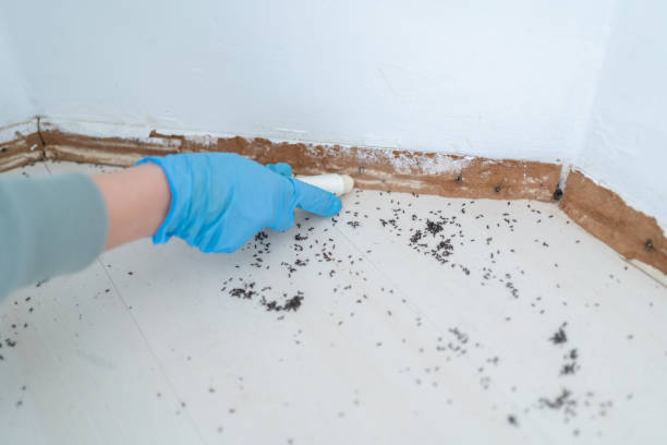 Trusted Schriever, LA Pest Control Experts